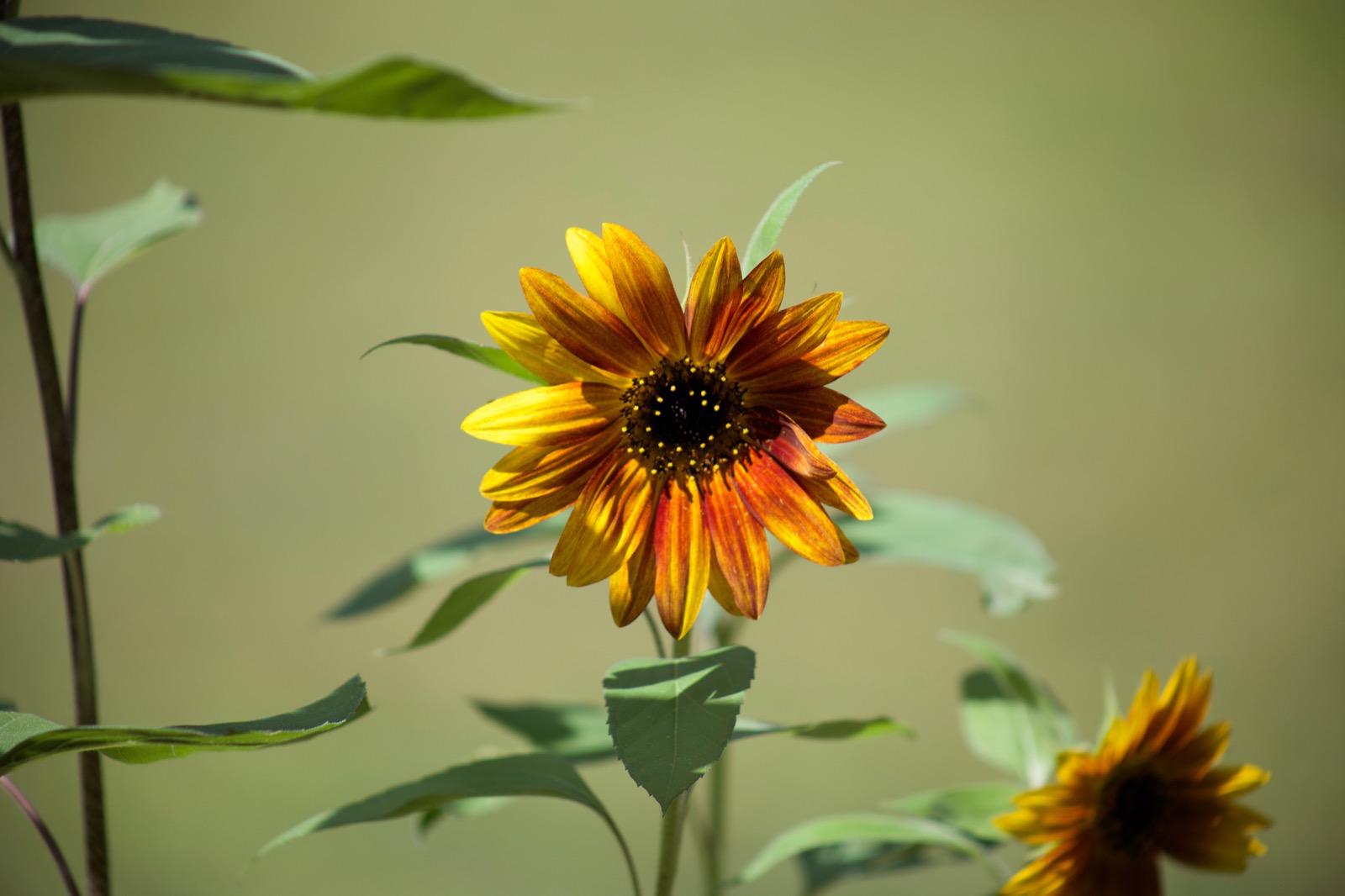 Small Multicolored Sunflower