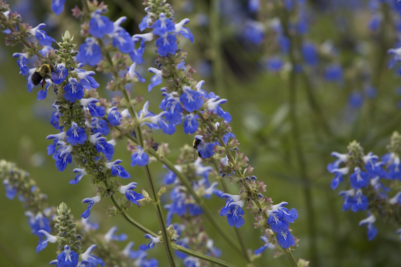 Bee on Wildflowers