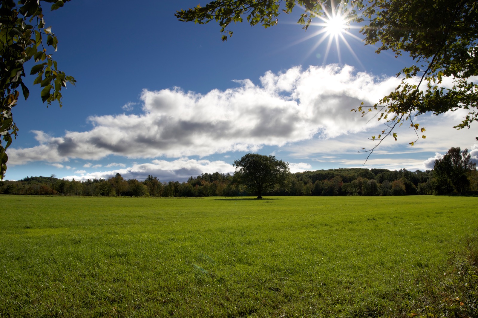 Green Field on a Sunny Day