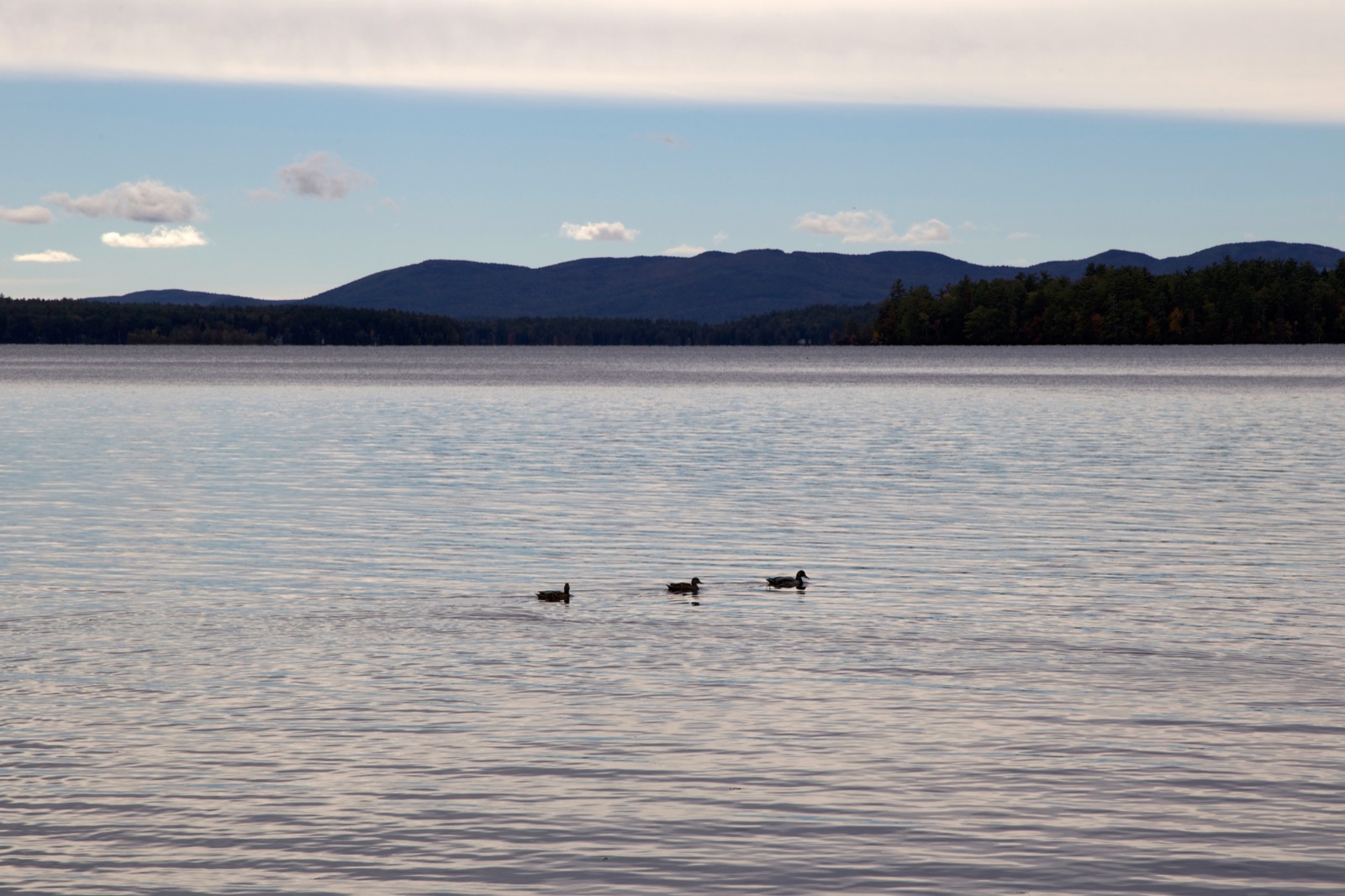 Three Ducks in a Row