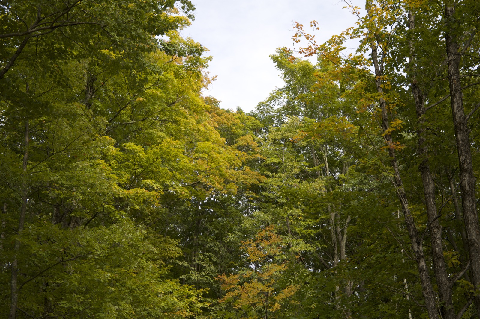 Looking Through the Treetops