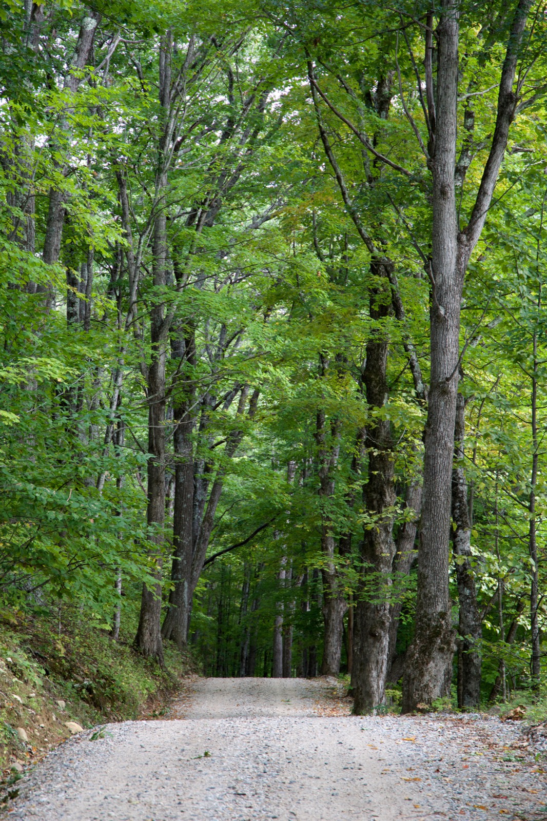 Rolling Dirt Road