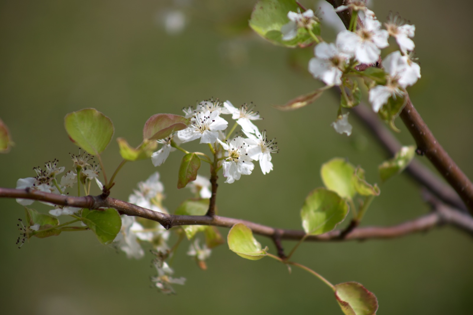 Flowering Tree Branch