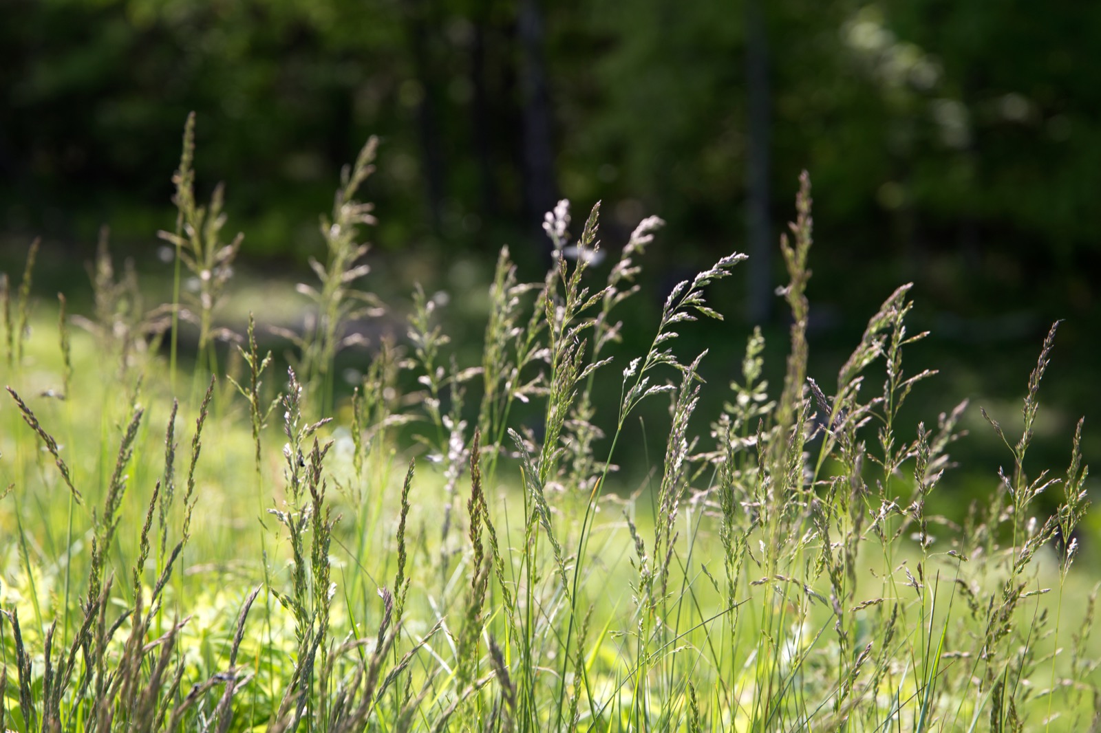 Bokeh Grass