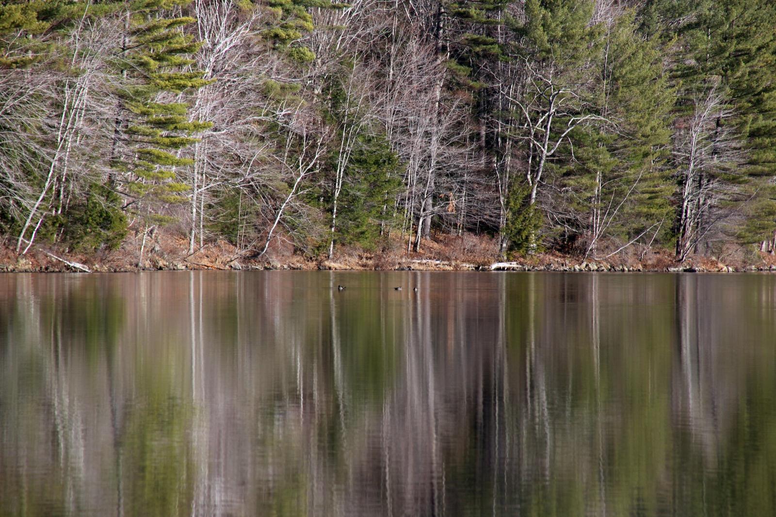 Bare Tree Reflections