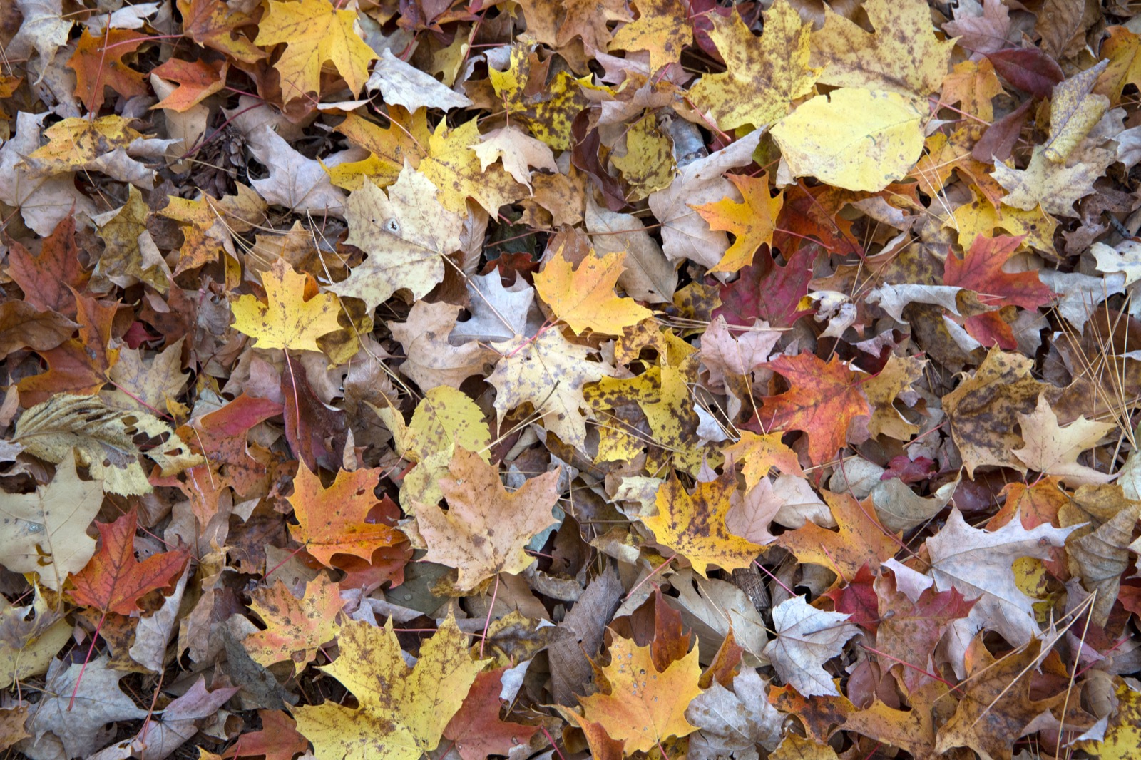Fall Foliage Collage