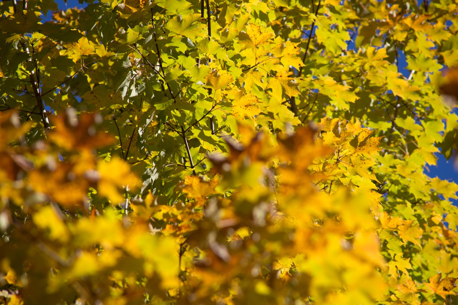 Maple Foliage