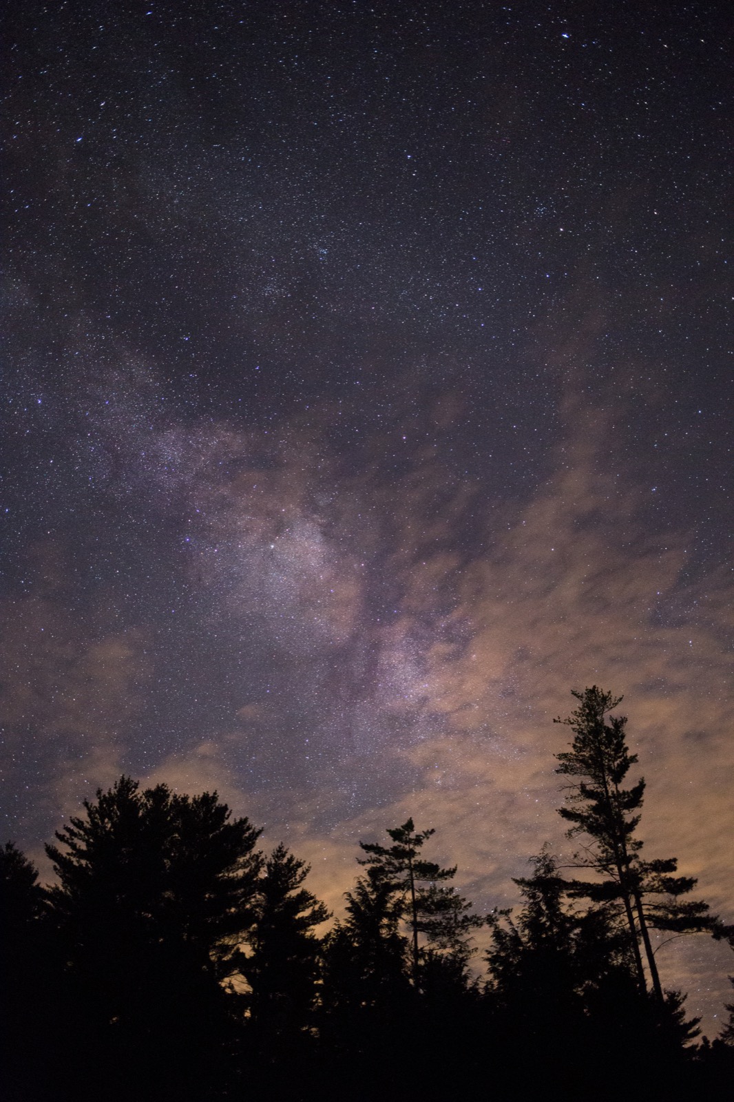 Stars Over Tree Silhouettes