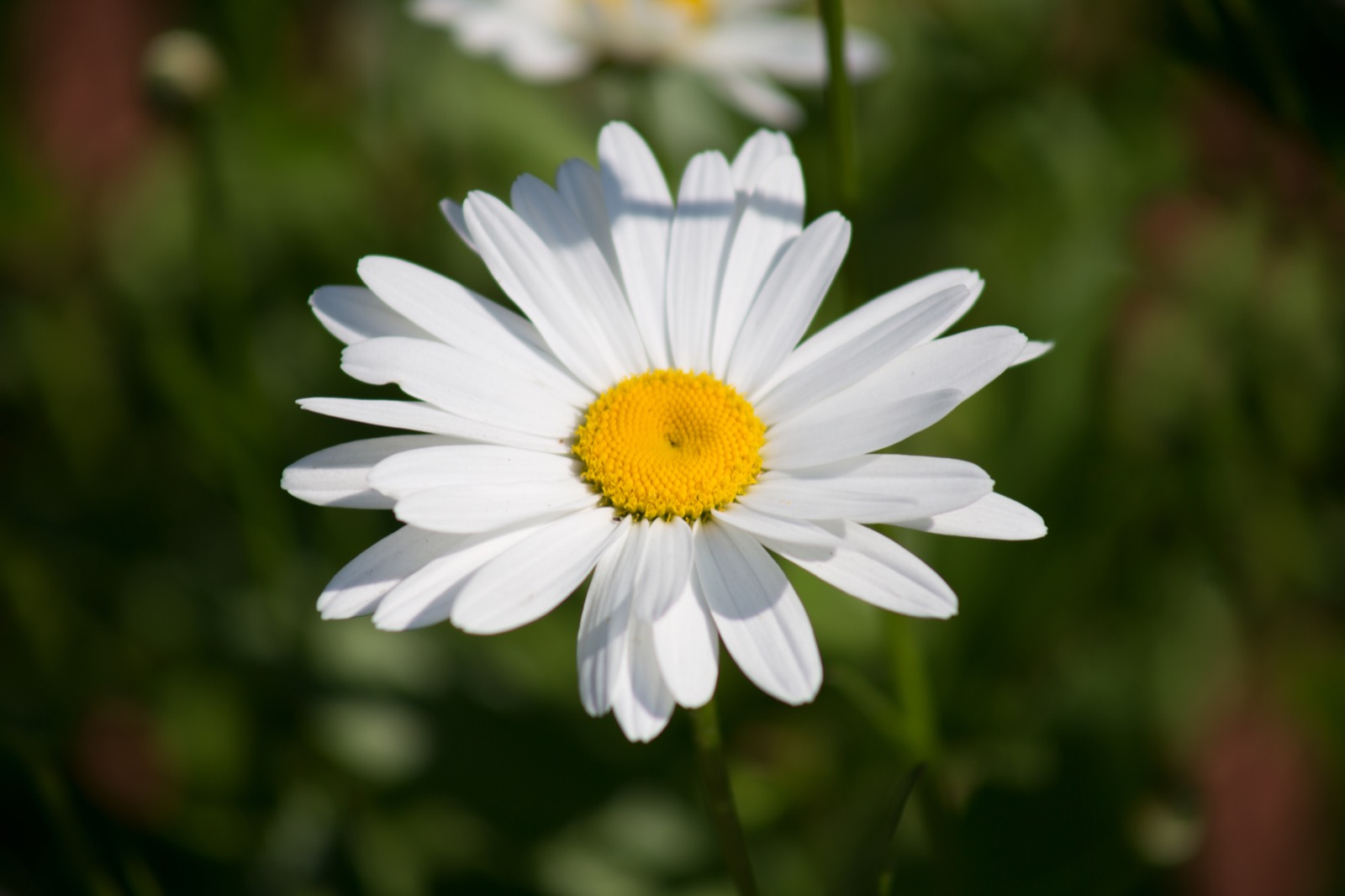 Single Daisy