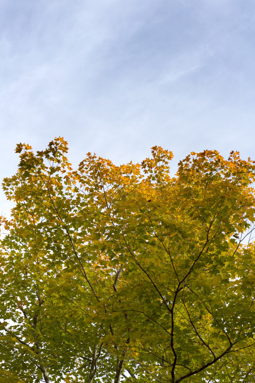 Changing Tree Against Wispy Clouds
