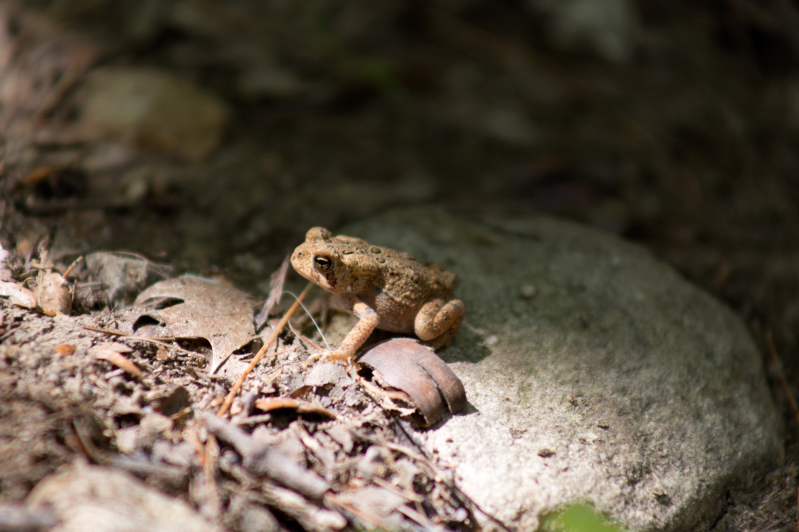 Toad on a Rock