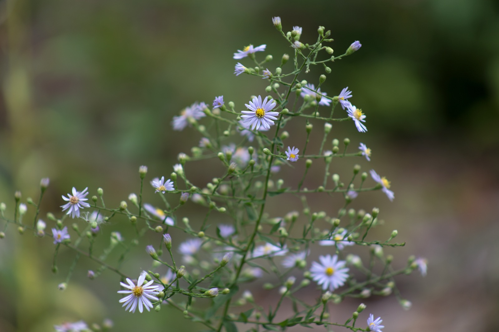 Wildflowers