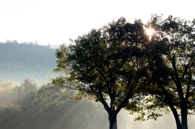 Misty Morning
