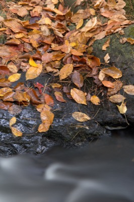 Fallen Beech Leaves