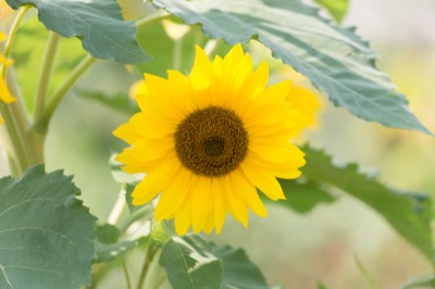 Single Small Sunflower