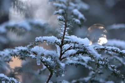 Fresh Snowfall