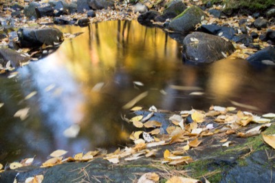 Fall Forest Reflections