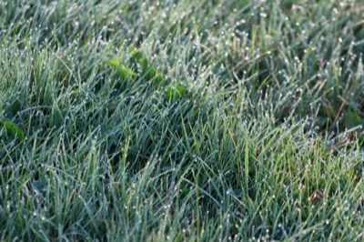 Grass