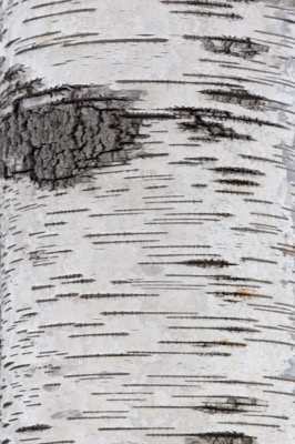 Amazing Birch Bark Texture