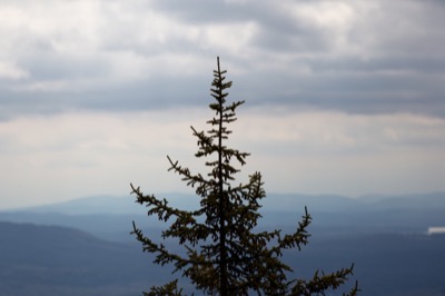 Treetop on a Mountaintop