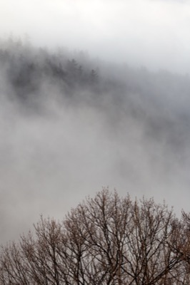 Fog Rolling Through Bare Forest