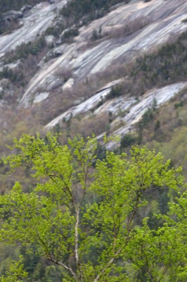 Spring Tree Against Rocky Slope