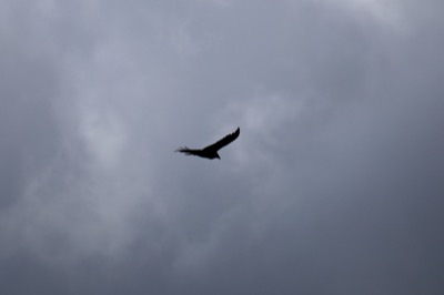 Lone Bird in Foreboding Sky