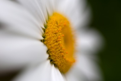 Bokeh Daisy Profile