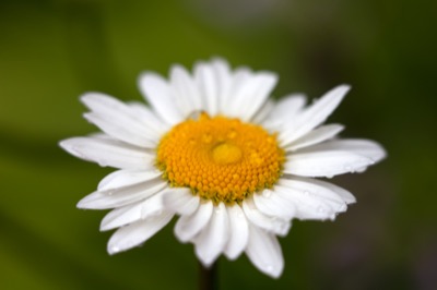 Single Daisy with Raindrops