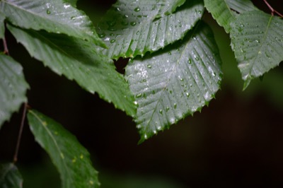 Dark Green Leaves Against Black Background