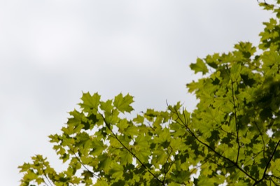 Cool Summer Treetop