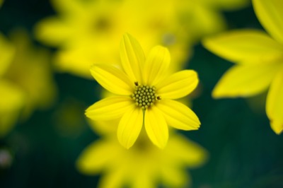 Tickseed Flowers