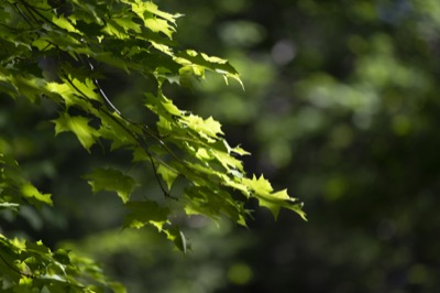 Sunlight on Tree Leaves