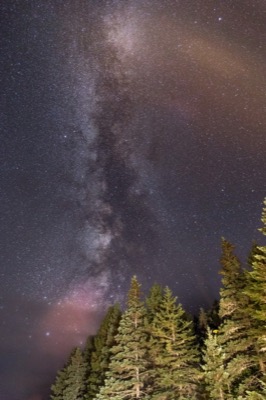 Trees Reaching for the Heavens