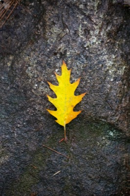 Golden Oak Leaf on Rock