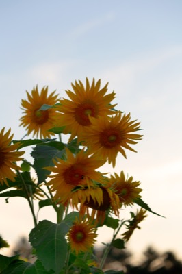 Small Sunflowers