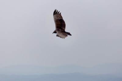 Bird of Prey