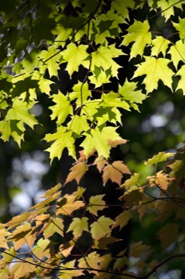 Luminous Fall Leaves