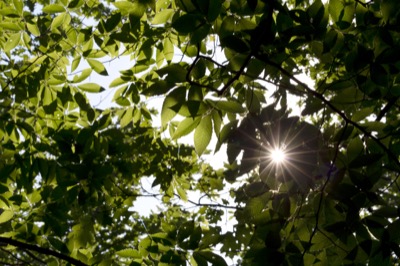 Sunlight Through Green Foliage