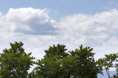 White Clouds Over Green Trees
