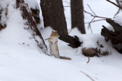 Chipmunk in Snow