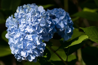Hydrangea Bloom