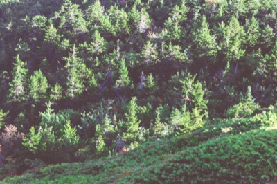 Vintage Feel Pines