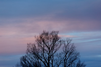 Tree Top at Dusk