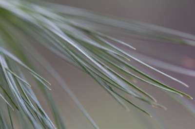 Bokeh Pine Needles