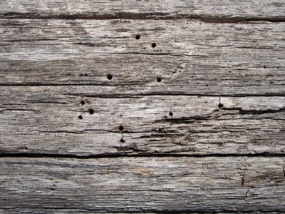 Dry Wood Texture with Holes