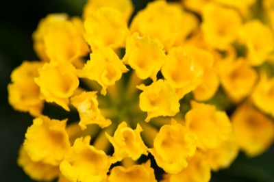 Cluster of Small Yellow Flowers
