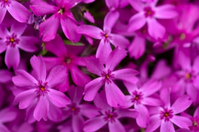 Small Bright Pink Flowers