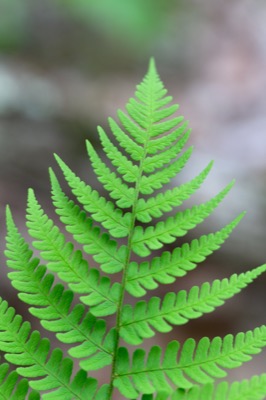 Bright Green Fern