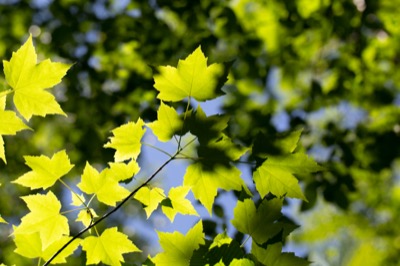 Sunlit Maple Leaves